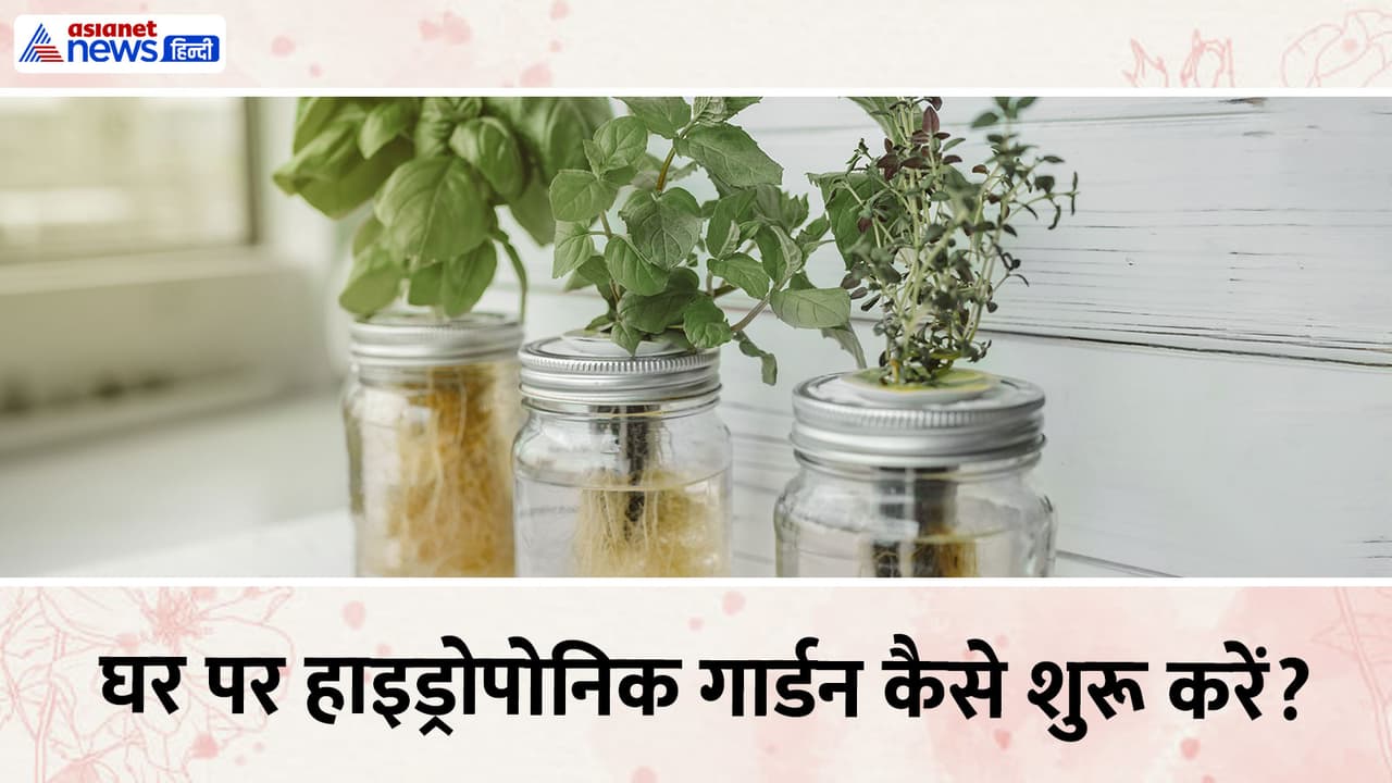 hydroponic setup at home