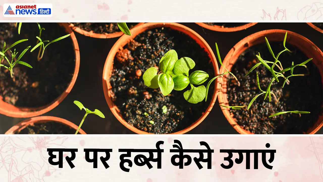 herbs to grow in kitchen garden herbs to grow in kitchen garden