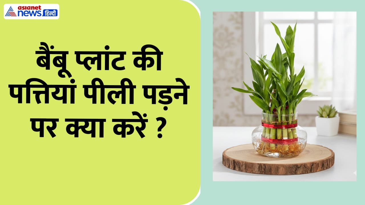 Lucky bamboo care tips Lucky bamboo care tips