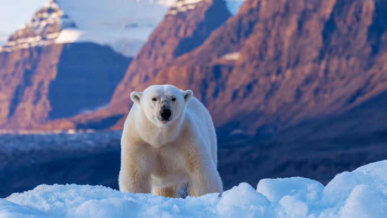 Polar Bears Polar Bears