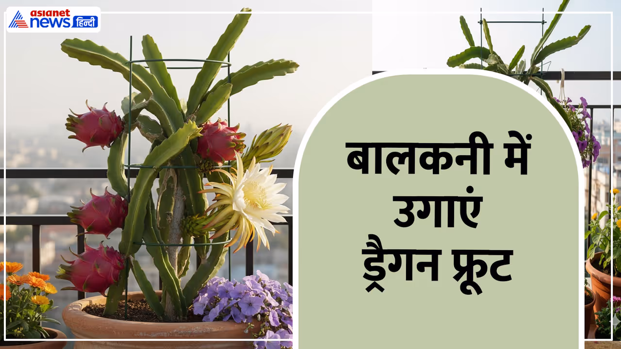 Dragon Fruit In Pot Dragon Fruit In Pot