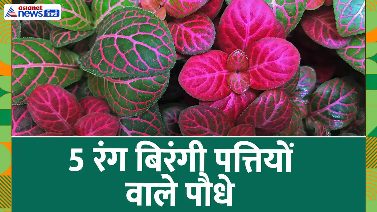 Colourful leaf plants for indoor Colourful leaf plants for indoor