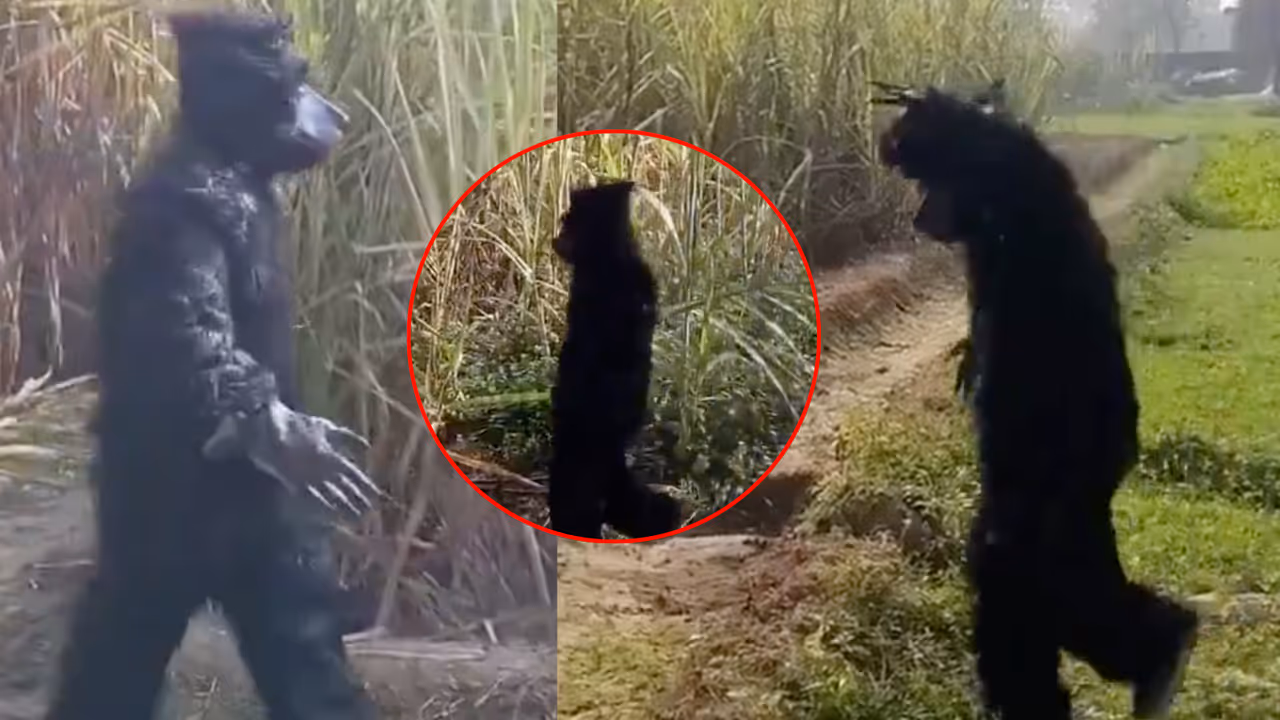 bijnor farmers bear costume jamvant monkey solution bijnor farmers bear costume jamvant monkey solution