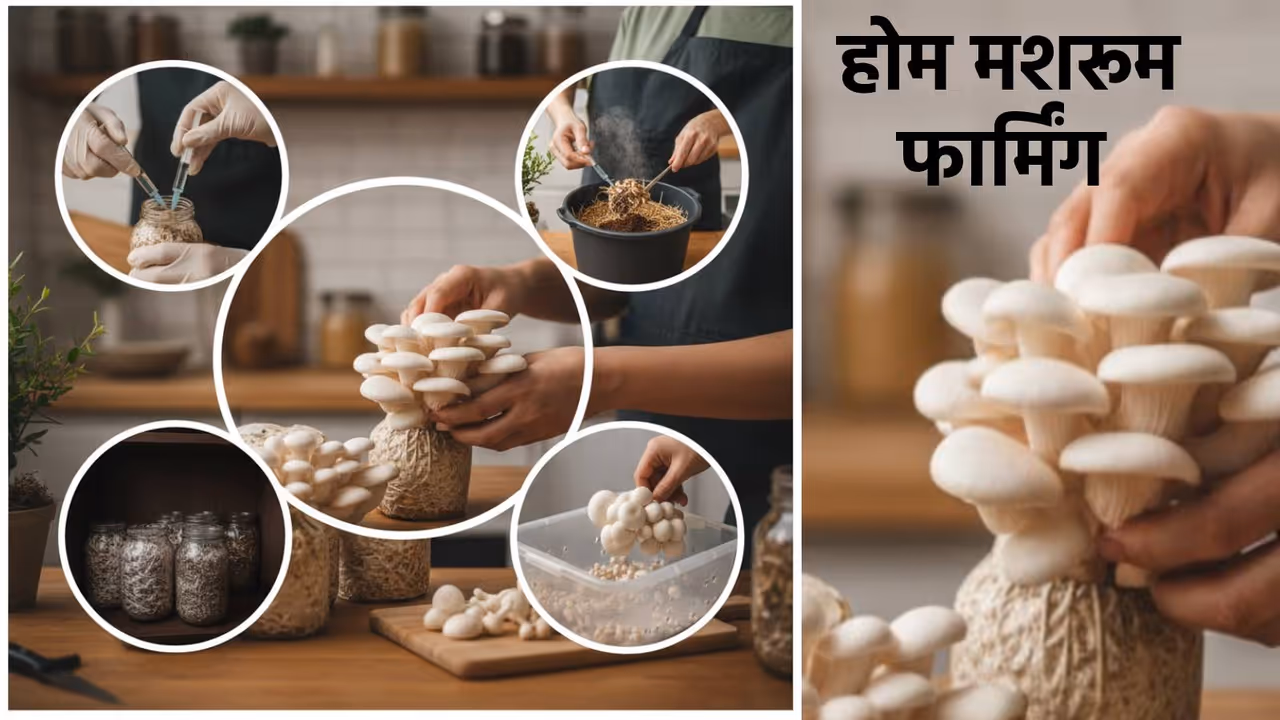 Growing mushrooms at home Growing mushrooms at home