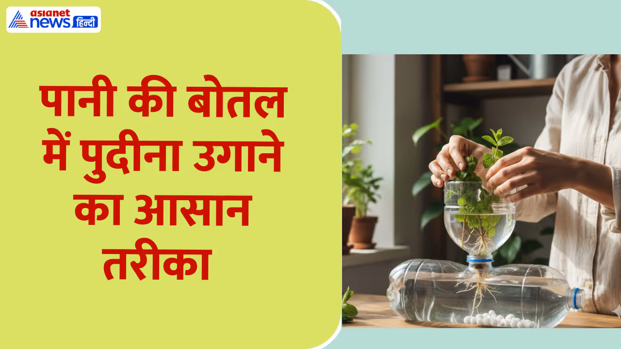 How to grow mint at home How to grow mint at home