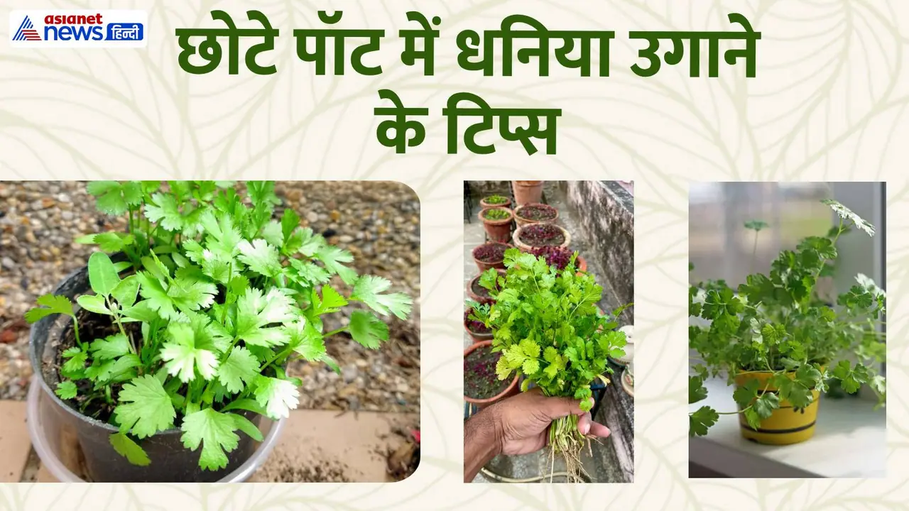 धनिया धनिया