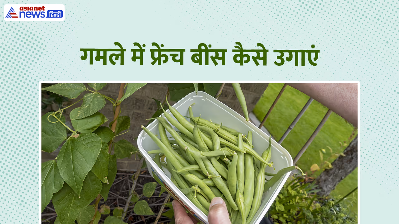 how to grow french beans in a pot how to grow french beans in a pot