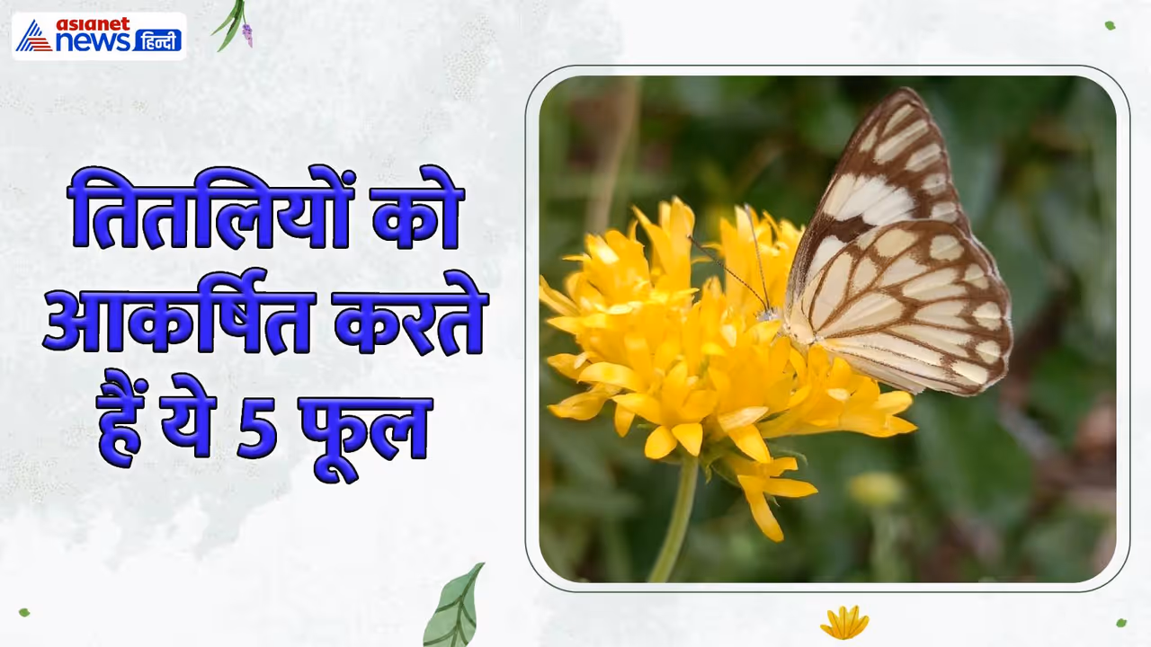 Butterflies Attracting flowers Butterflies Attracting flowers