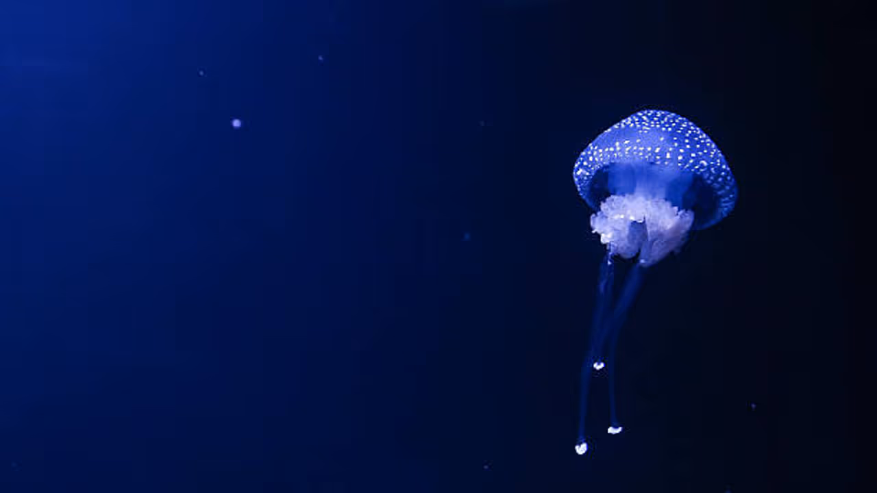 Jellyfish Jellyfish