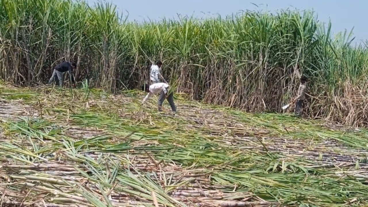 Sugarcane Sugarcane