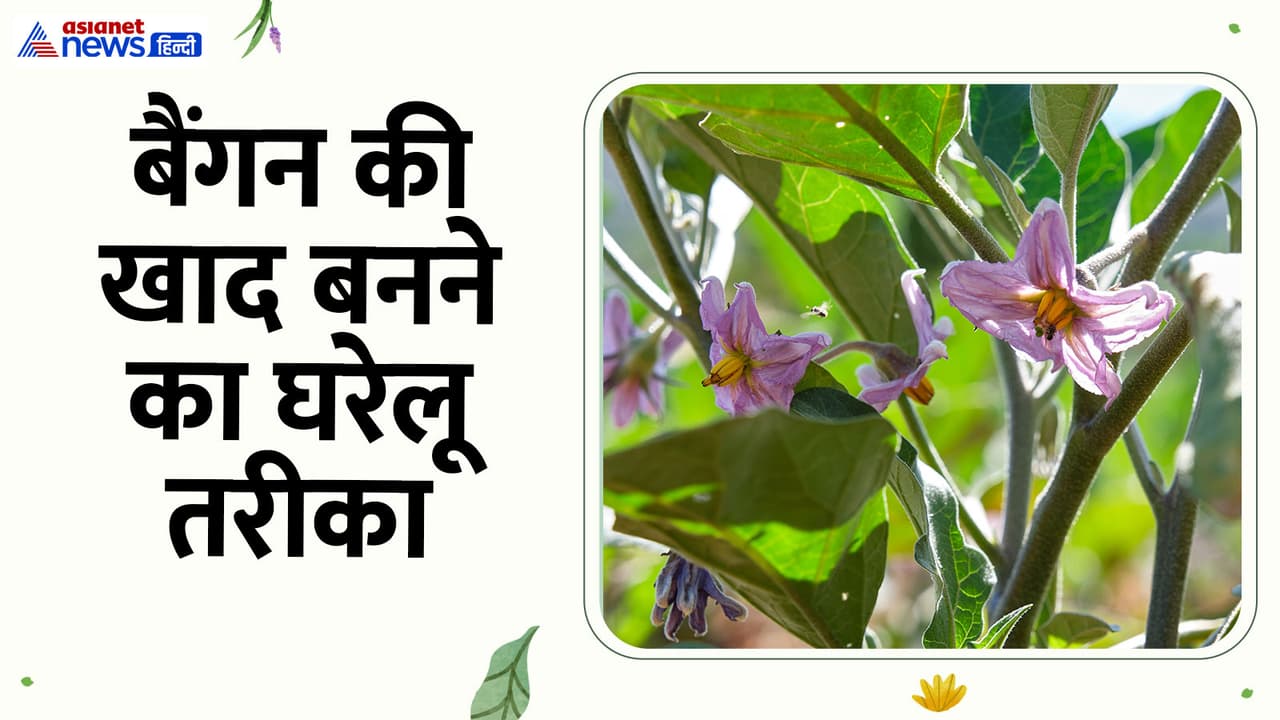 Brinjal plant care at home Brinjal plant care at home