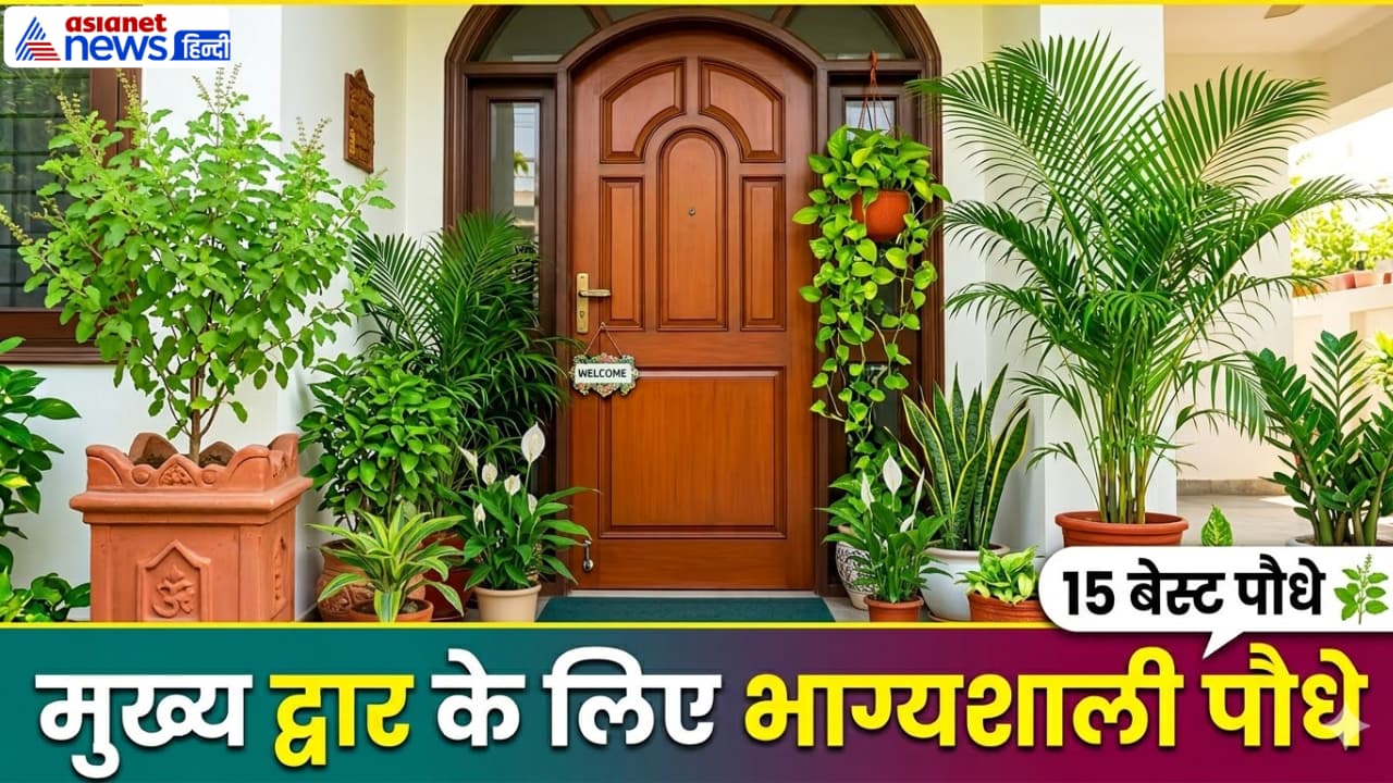 entrance plants for positive energy India entrance plants for positive energy India