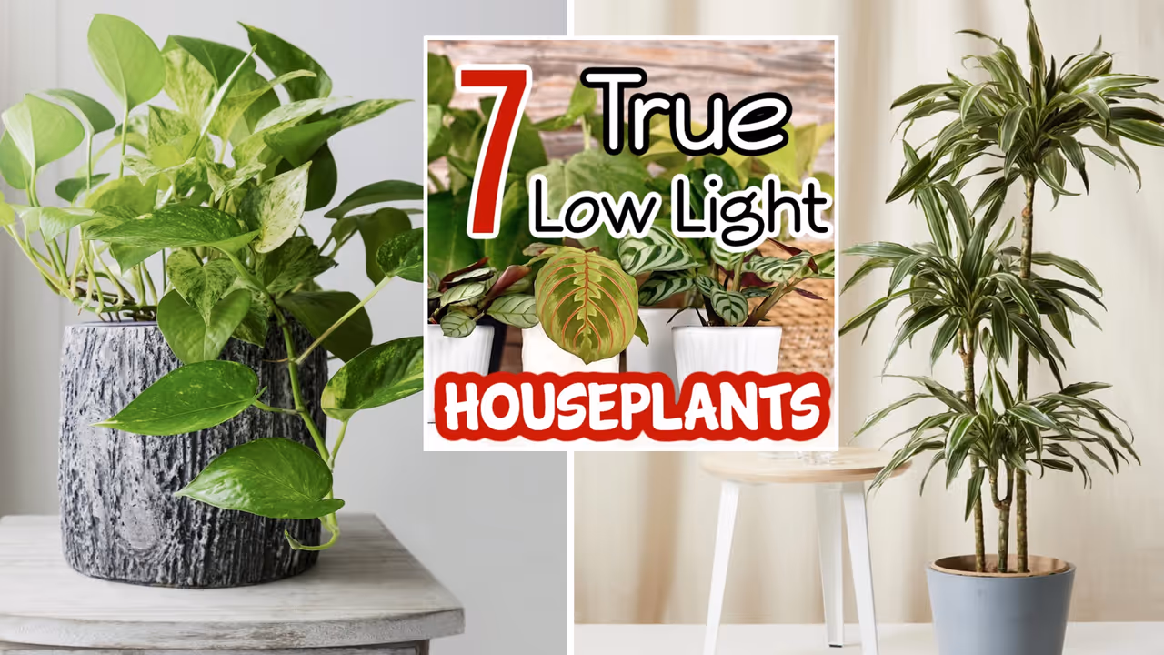 इनडोर प्लांट इनडोर प्लांट