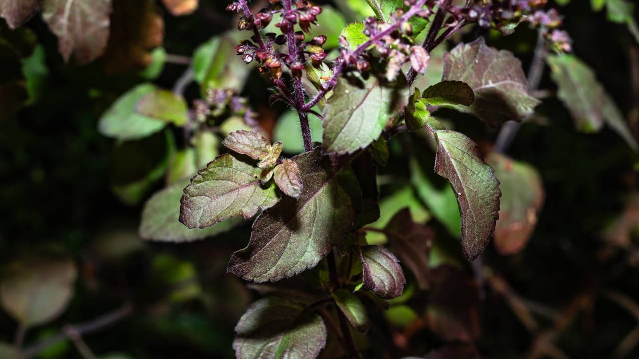 Tulsi Sukh Jaye To Kya Kare Tulsi Sukh Jaye To Kya Kare