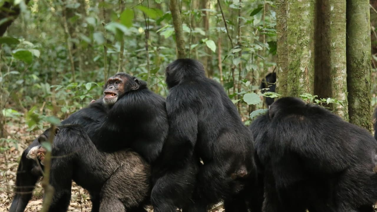 Civil War in Chimpanzee World Civil War in Chimpanzee World