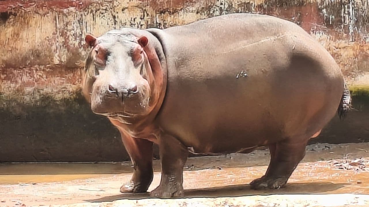 ಶಿವಮೊಗ್ಗದಲ್ಲಿ ಪಶುವೈದ್ಯೆ ಸಮೀಕ್ಷಾ ರೆಡ್ಡಿಯನ್ನ ಬಲಿ ಪಡೆದಿದ್ದ ನೀರಾನೆ 'ಹಂಸಿನಿ'ಯೂ ಸಾವು! ಕಾರಣವೇನು ಗೊತ್ತಾ? | Shivamogga Female Hippo Hansini Who Attacked Vet Sameeksha Reddy Dies ...