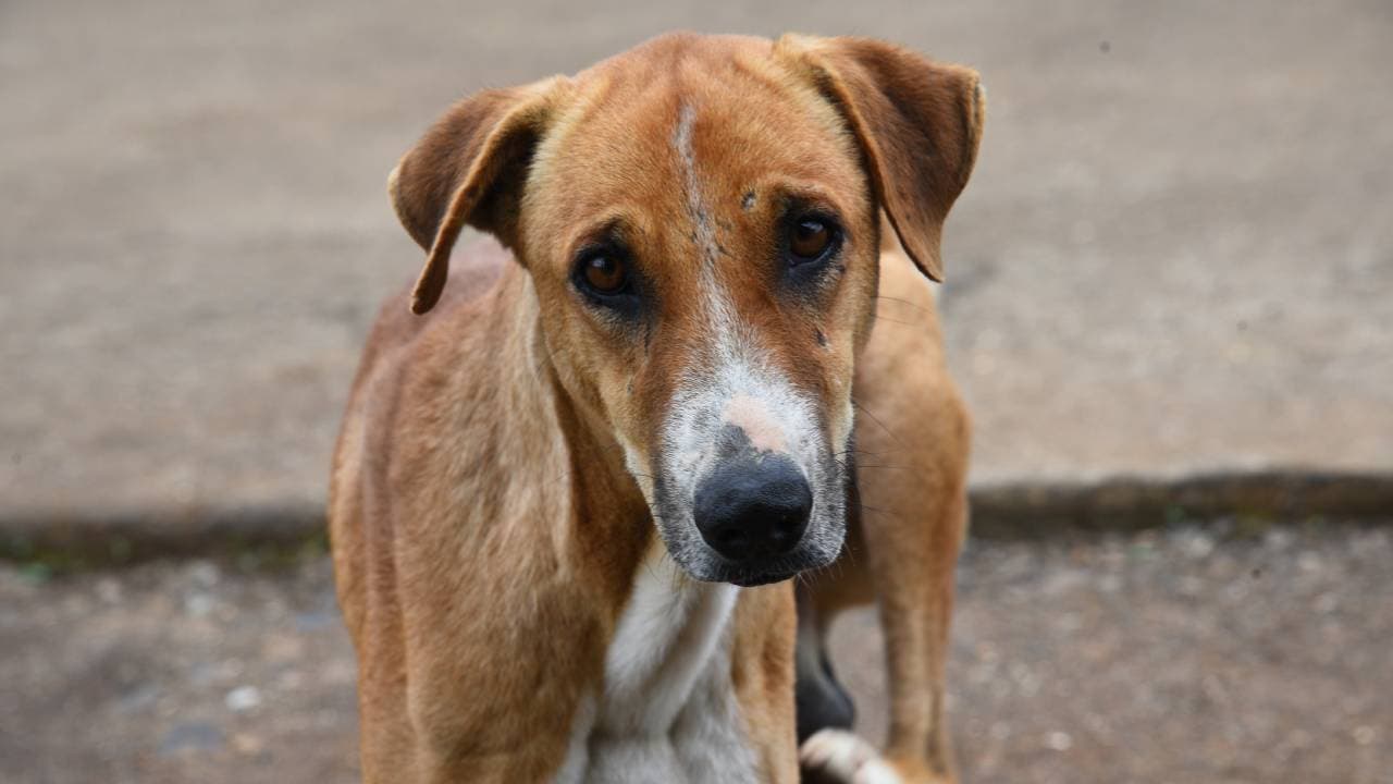 stray dog stray dog
