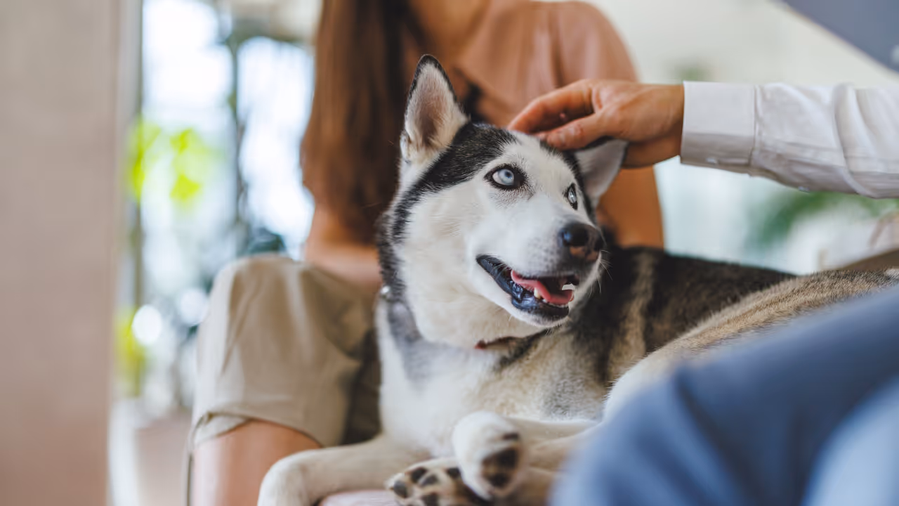 Viral husky post Viral husky post