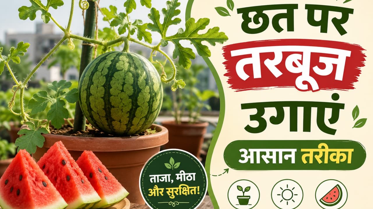 how to grow watermelon in a pot how to grow watermelon in a pot
