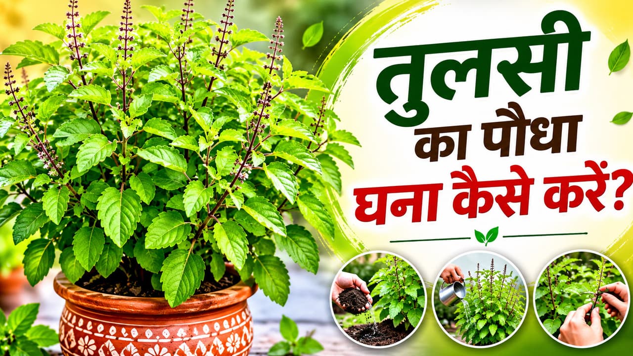 tulsi plant hacks fast growth tulsi ka paudha teji se badhane ke smart gardening tips tulsi plant hacks fast growth tulsi ka paudha teji se badhane ke smart gardening tips
