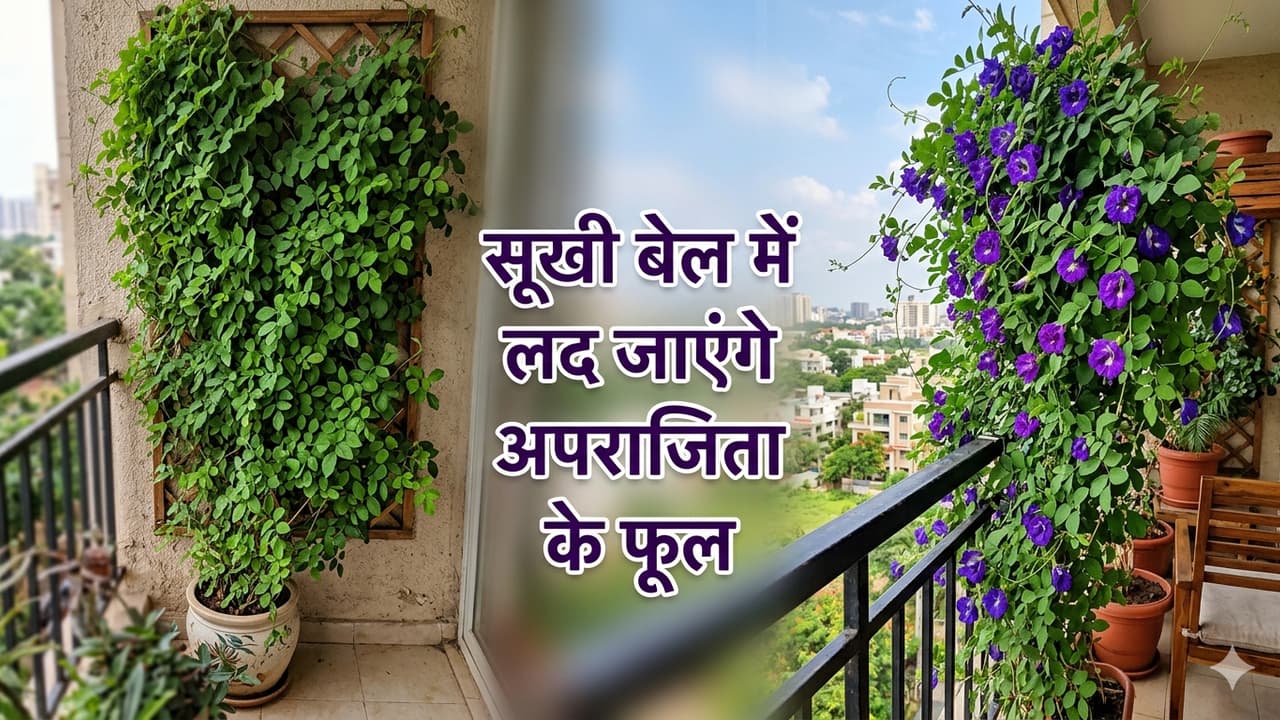 Aparajita Flowering Tips Aparajita Flowering Tips