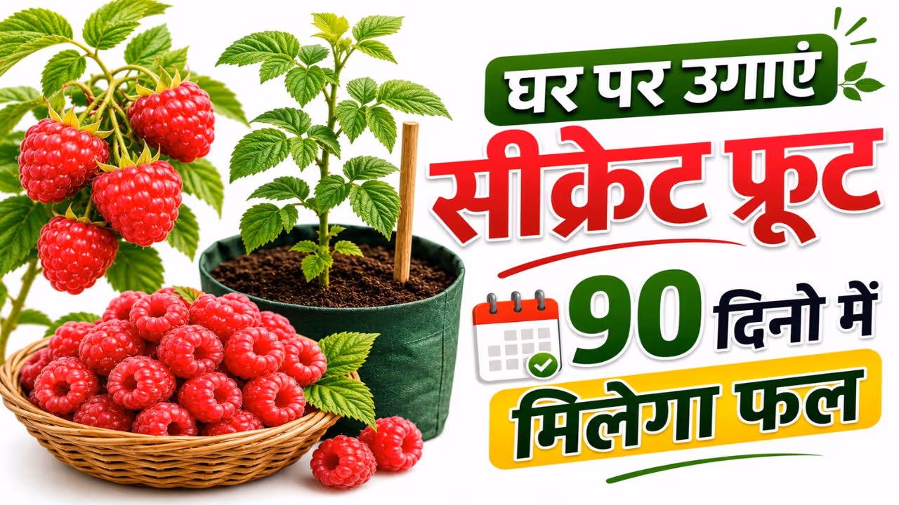 How to grow rasbhari at home How to grow rasbhari at home