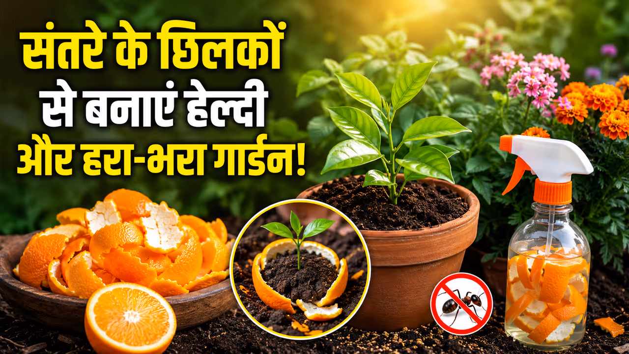 Orange Peels Use in Garden Orange Peels Use in Garden