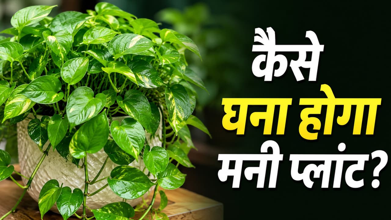 money plant secret formula for fast growth and green leaves money plant secret formula for fast growth and green leaves