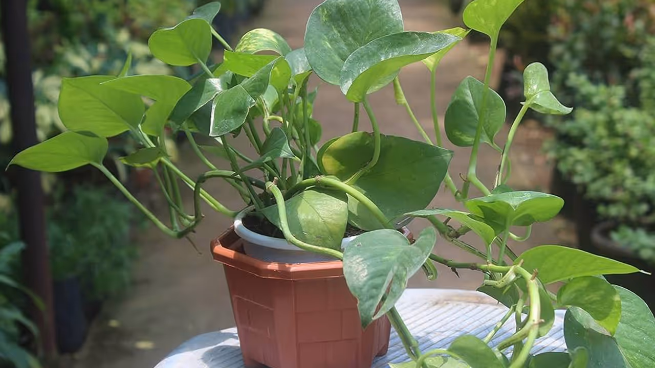 Money Plant Money Plant