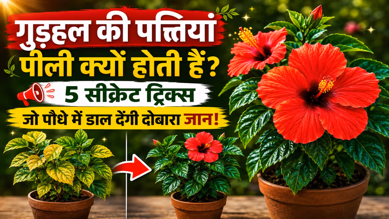 Hibiscus plant problems and solutions Hibiscus plant problems and solutions