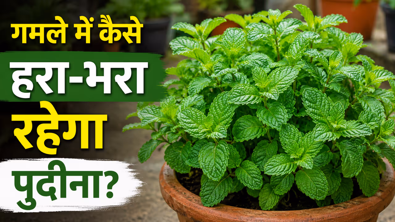 mint plant care tips amazing method keep it healthy and green in pots pudina rahega hara bhara mint plant care tips amazing method keep it healthy and green in pots pudina rahega hara bhara