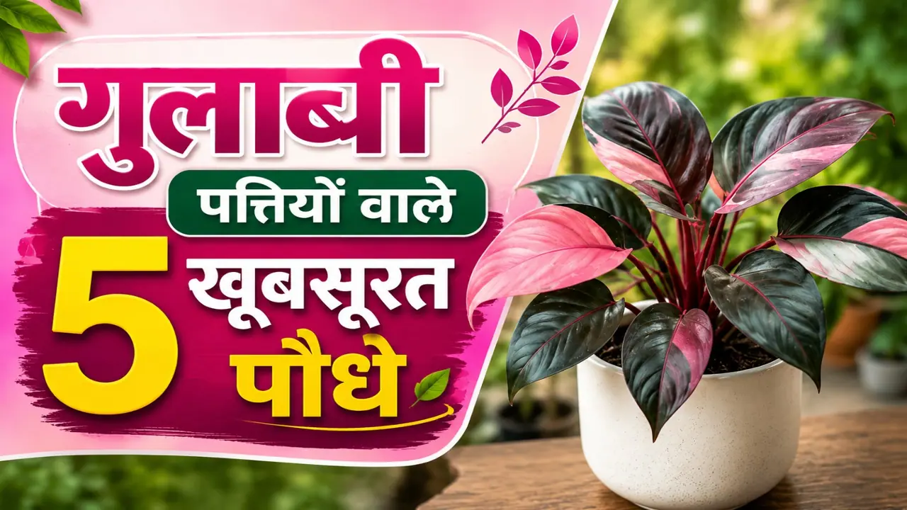 Pink leaf plant Pink leaf plant