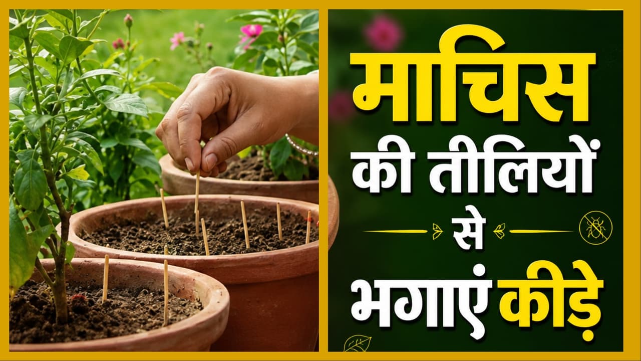 पौधों से दूर भागेंगे कीड़े पौधों से दूर भागेंगे कीड़े