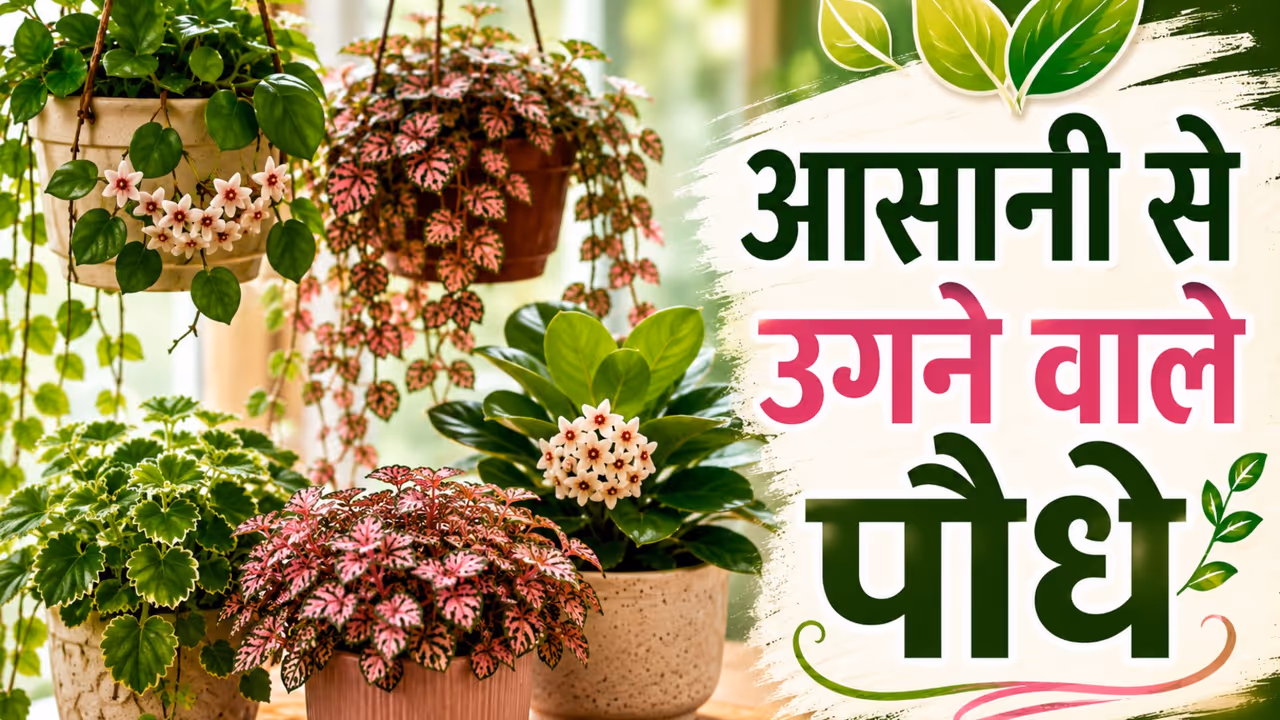 Beginner Friendly Indoor Plants Beginner Friendly Indoor Plants