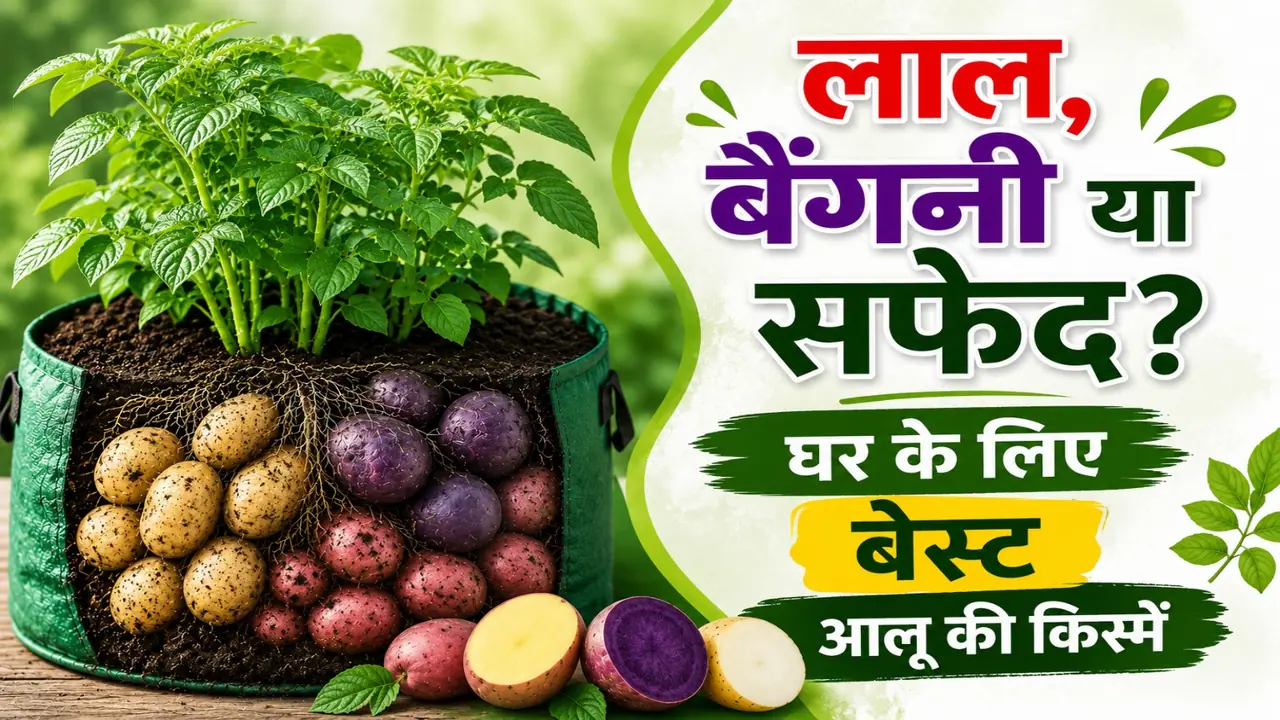 Best Potatoes for Home Gardening Best Potatoes for Home Gardening