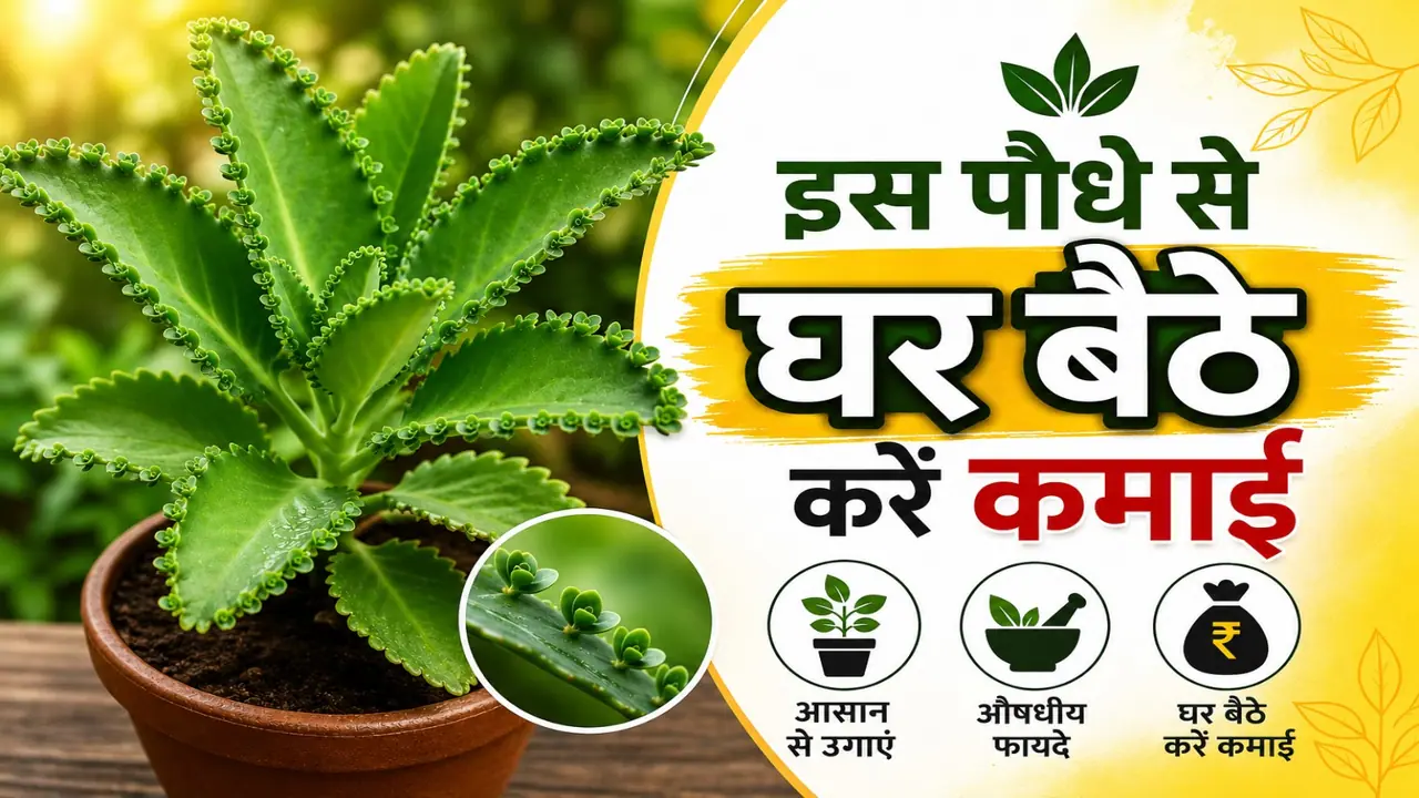 Patharchatta Plant Benefits Patharchatta Plant Benefits
