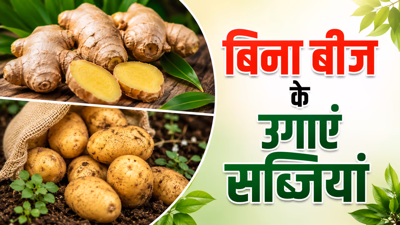 सब्जियां सब्जियां