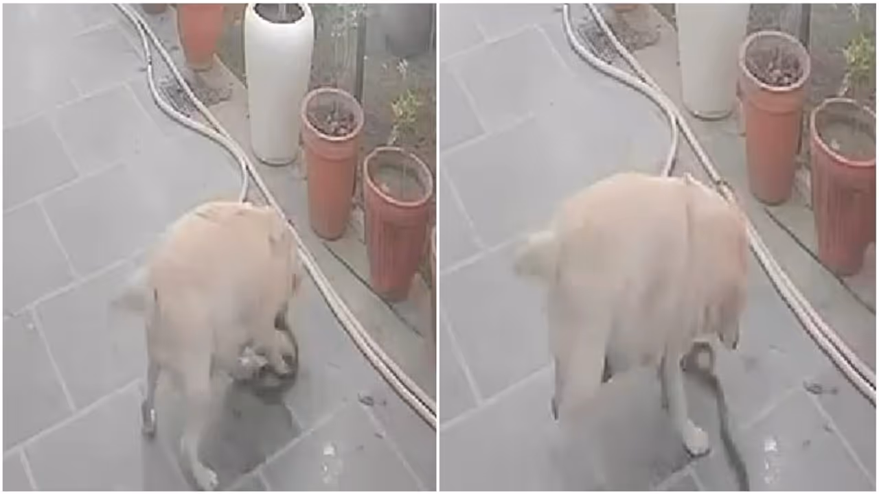 Viral Viral