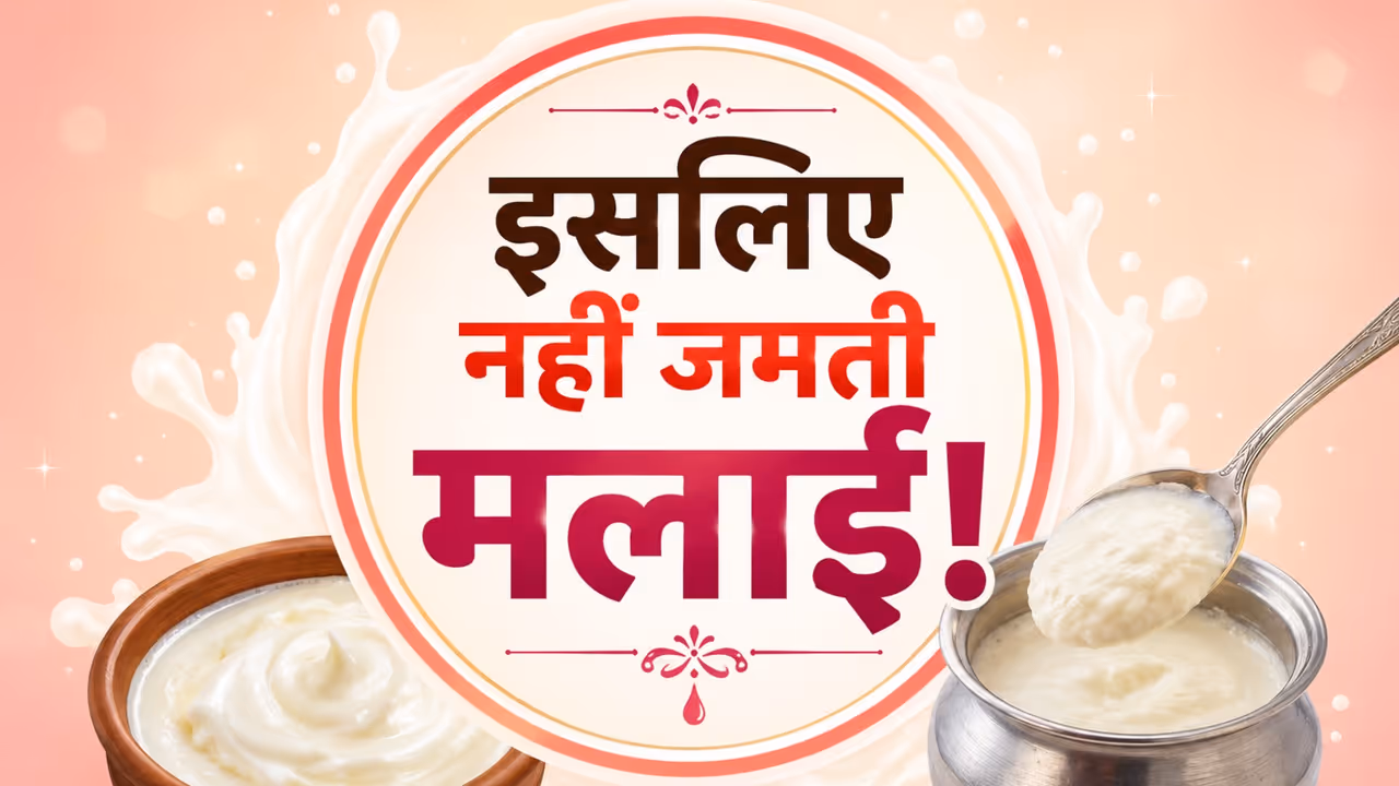 moti malai kaise jamaye tips in hindi moti malai kaise jamaye tips in hindi