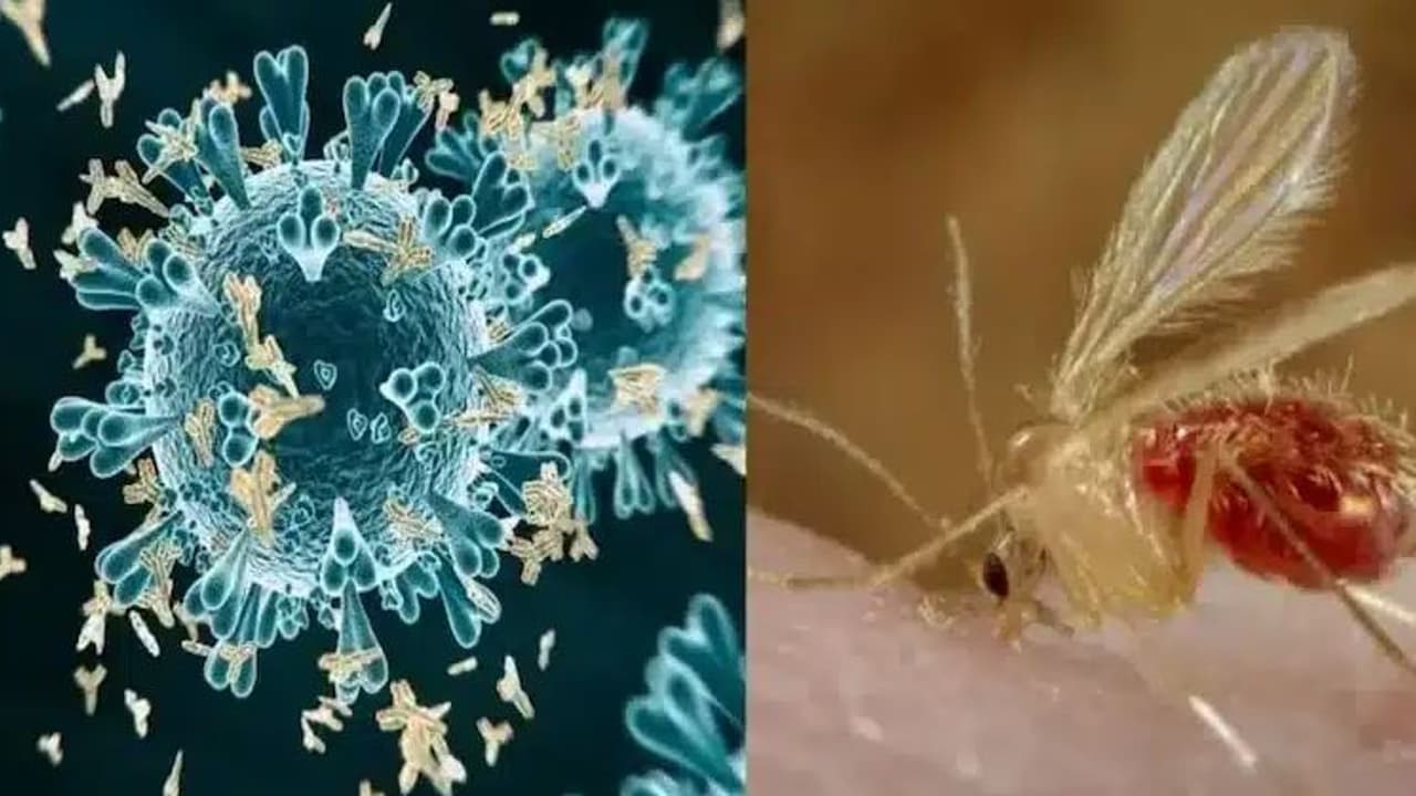 chandipura virus chandipura virus