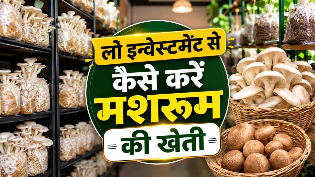 Grow Mushrooms at Home Grow Mushrooms at Home