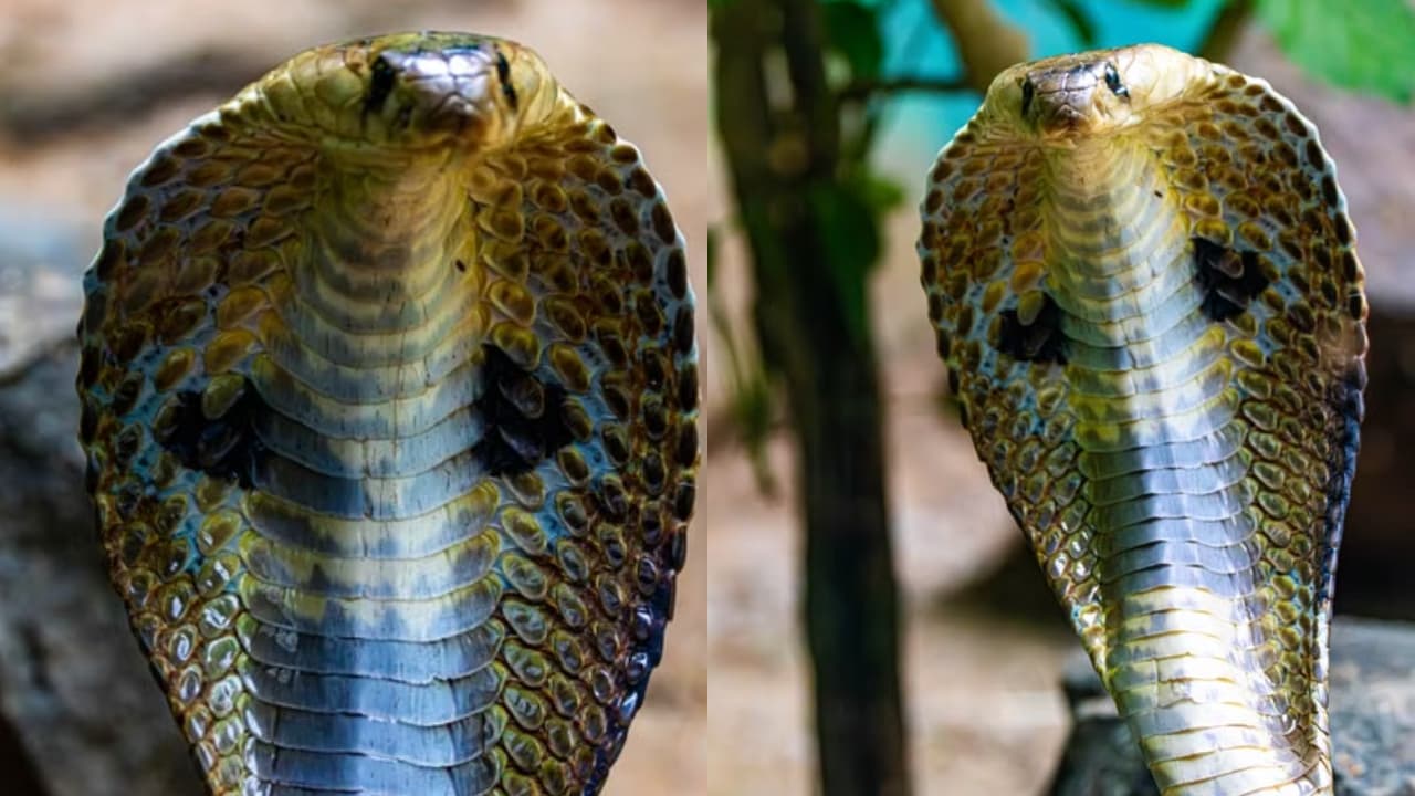 tiger vs cobra tiger vs cobra