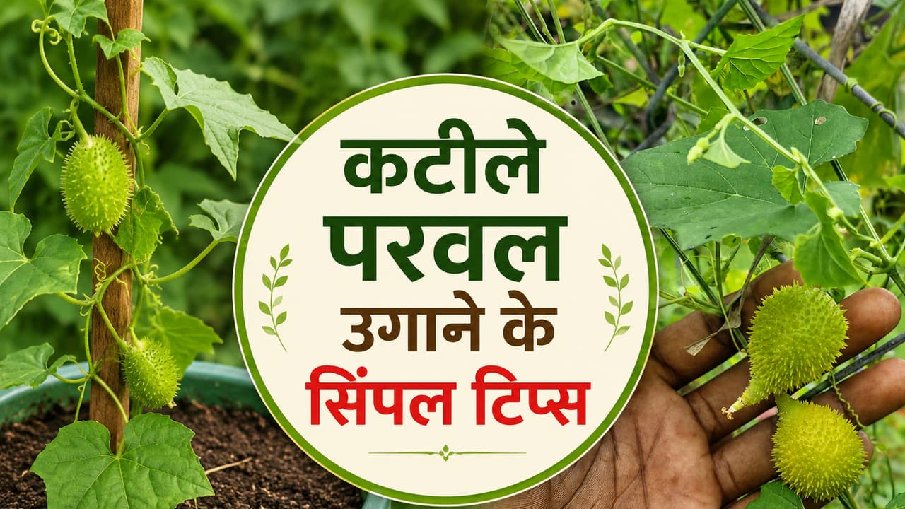 कटीले परवल कटीले परवल