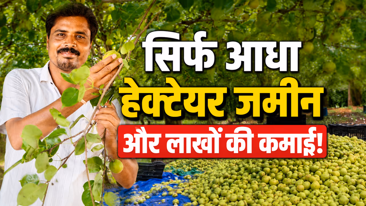Manpat Farmer Earns Big Through Pear Farming as Chhattisgarh Emerges as an Agri Tourism Hub Manpat Farmer Earns Big Through Pear Farming as Chhattisgarh Emerges as an Agri Tourism Hub