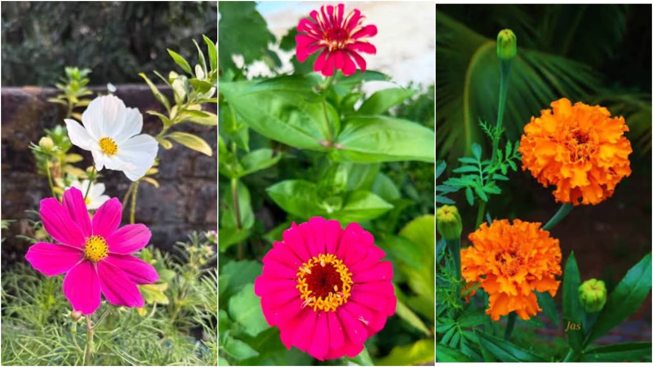 gardening expert hacks gardening expert hacks