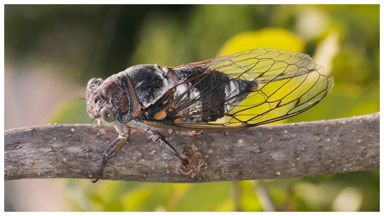 cicada cicada