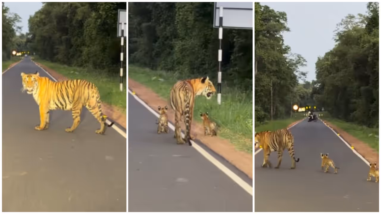 Tiger Tiger