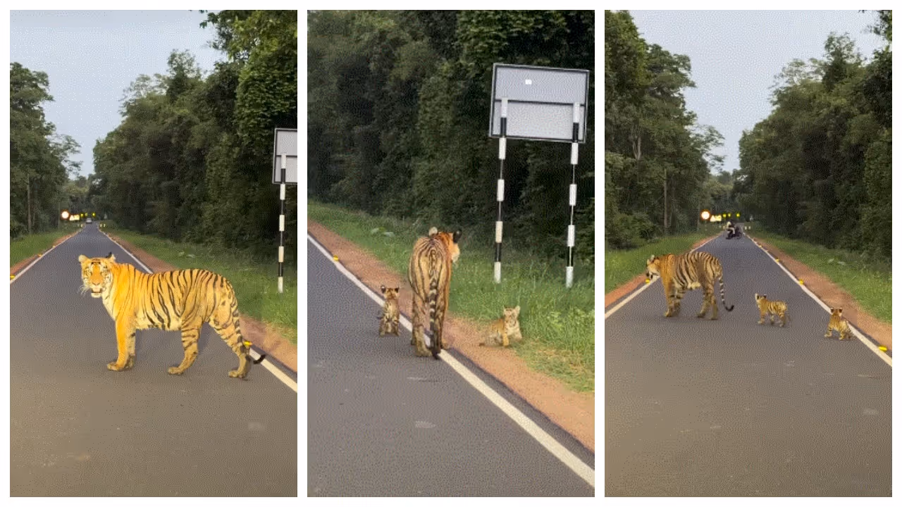 Tiger crossing the road with her cubs Tiger crossing the road with her cubs