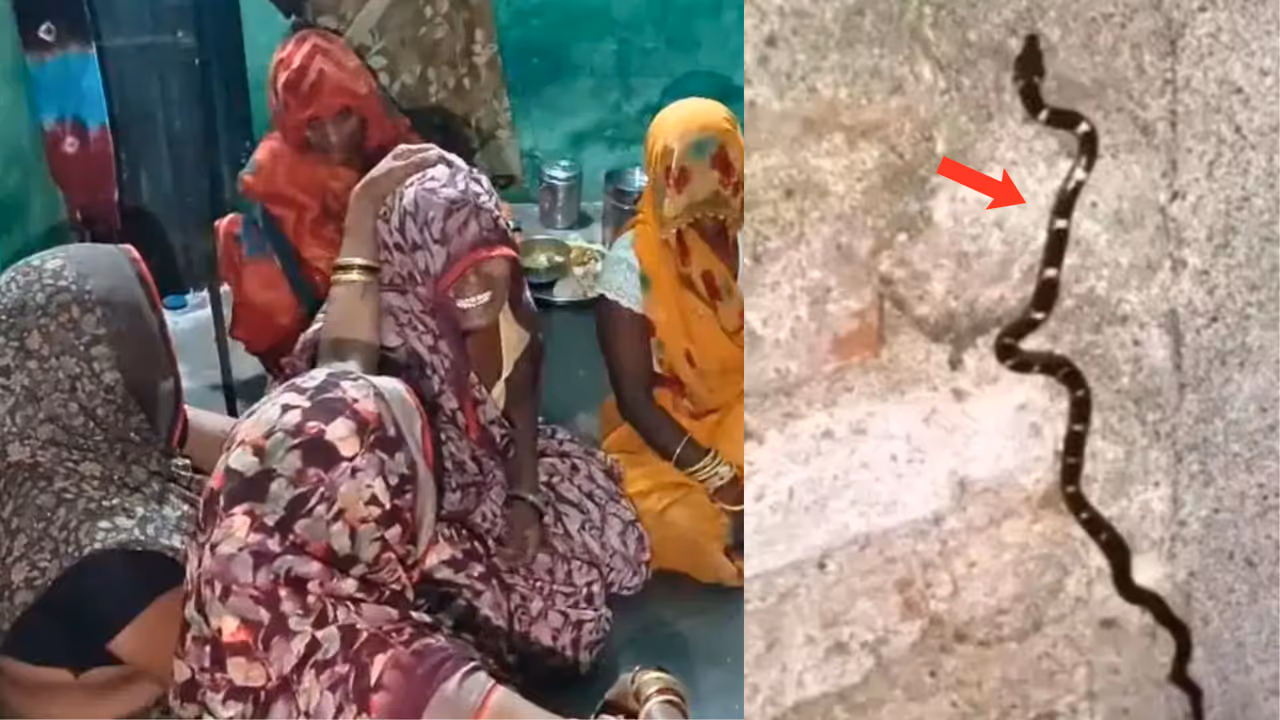 Jhansi Snake Bite Tragedy 6 Year Old Boy Dies Sister Critical After Venomous Snake Bites Sleeping Siblings Jhansi Snake Bite Tragedy 6 Year Old Boy Dies Sister Critical After Venomous Snake Bites Sleeping Siblings