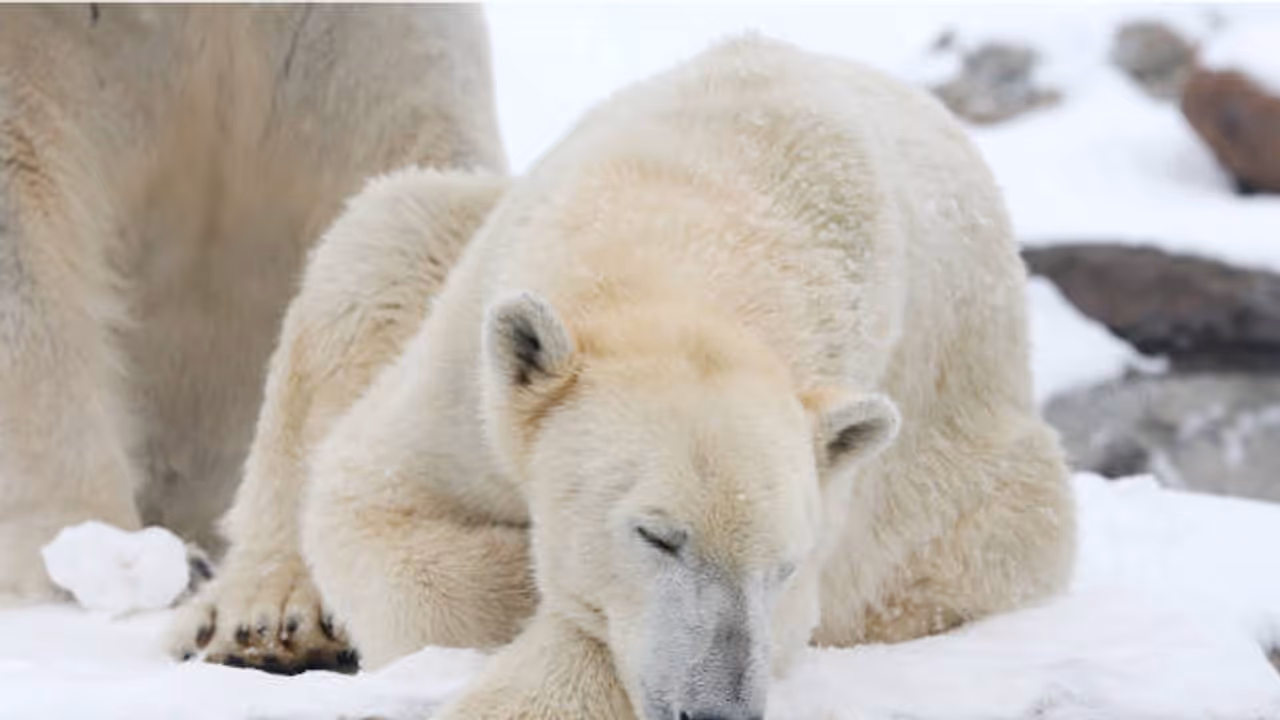 Polar bear Polar bear